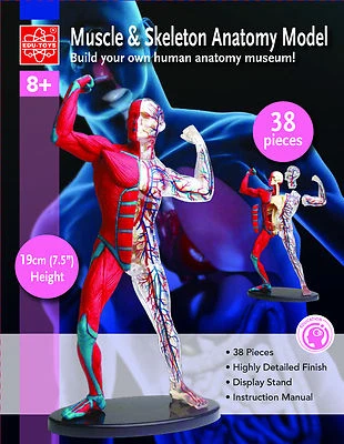 EDU-TOYS Anatomisches Modell mit Muskeln, Knochen und Blutbahnen 19 cm Bausatz
