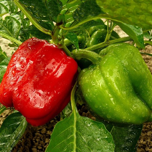 1/4 Lb California Wonder Sweet Pepper Seeds - Everwilde Farms Mylar Packet - Picture 2 of 2