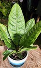 Anthurium Superbum Plant in 6" Pot 14" Tall 13" Wide LARGE — photo 5