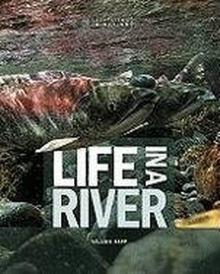 Life In A River Ecoystems in A - GOOD