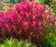 Rotala Blood Red SG variant 12 Stems -Submersed Grown - Aquarium Live Plant