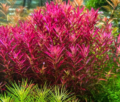 Rotala Blood Red SG variant 12 Stems -Submersed Grown - Aquarium Live Plant