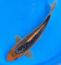 4-6” Gin Rin Asagi Live Koi Fish #237 Check This One Out!!