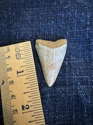 Fossil Great White Shark Tooth Baja California