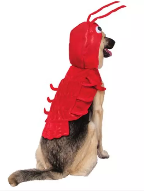 Dog in top lobster costume