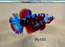 LiVe BeTtA FisH HMPK ** FAnCy GALaXy** {Imported Male} ~ (ihy165)