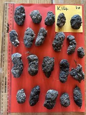 Wild Barn Owl Pellets X20