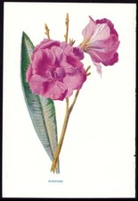 Flores de jardín familiares Hulme c1879 impresión botánica antigua adelfa Nerium