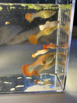 4 X Pink Salmon guppies- 1m,3F  Or 2M , 2F