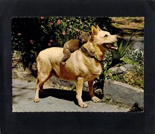 F3558ski Australia Q Lone Pine Koala on Dog Husky Kruger postcard