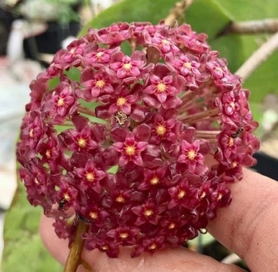 Hoya Glabra Rare Plant  Exotic Wax Plant Glossy Leaf Hoya  Trailing Indoor