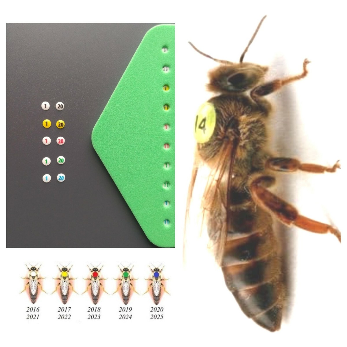 HONEY BEE W15/N 超美品 HONEY BEE W-15/N Acoustic Guitar ハニービー アコースティック