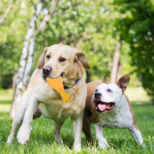Drumstick Toy Chicken Chewing Puppy Teething Training Dog - Picture 6 of 11