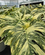 Monstera Thai 'Creme Brûlée'In 12 Cm Pot