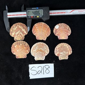 Calico Scallop Shells Lot Of 3 Complete Shells No Data (S218)
