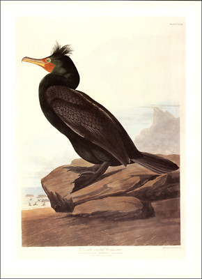 1997 Vintage Print Double Crested Cormorant Bird Art Illustration Image Audubon