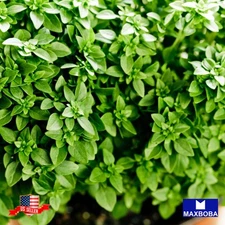 250 Dwarf Greek Basil Seeds Container Non-GMO Heirloom