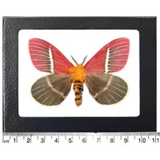 Pseudodirphia menander pink saturn moth Costa...