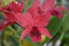 C. Warpaint `Lenette' HCC/AOS Original Division Cattleya Orchid Plant — photo 2