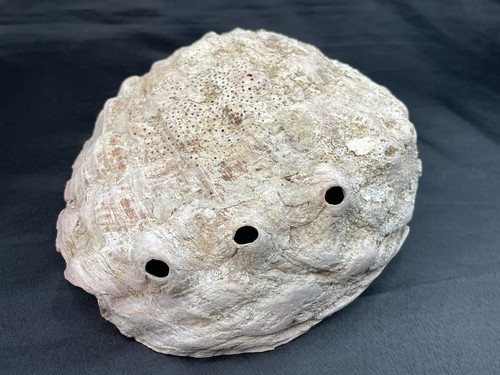 Große 8,25" natürliche Abalone Schale - Bild 7 von 19