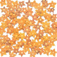 Pressed Star Flowers   Natural Yellow 5 Petal Dried Flowers for Resin  Cards