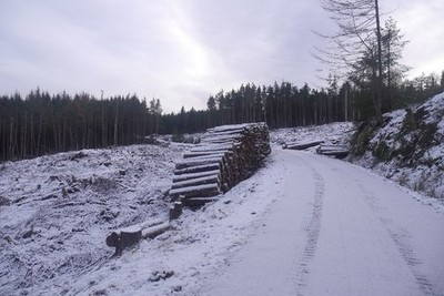 Photo 6x4 Logging, Dalguise A recently clear felled area in Creagvinean F c2017