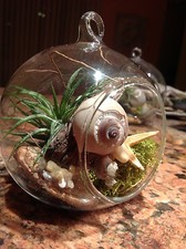 DIY hanging air plant terrarium kit Globe Glass vase with snail and starfish