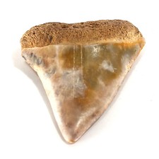 Fossil Mako Shark Tooth Isurus hastalis (EA7783) Nth Carolina USA.