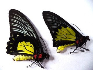 UNMOUNTED BUTTERFLIES/ORNITHOPTERA T RHADAMANTHUS NO 3 PAIR.
