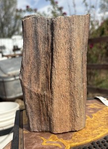 ☘️RR⛏️: Rough/Detailed Arizona Fossil Wood Northeast Arizona, 2.5 Lb 🪵
