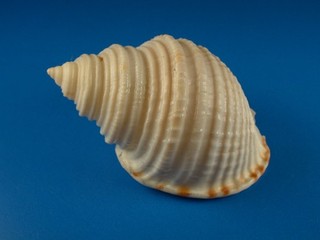 Semicassis whitworthi Excellent Sculpture 69.4mm Australia Shell G31