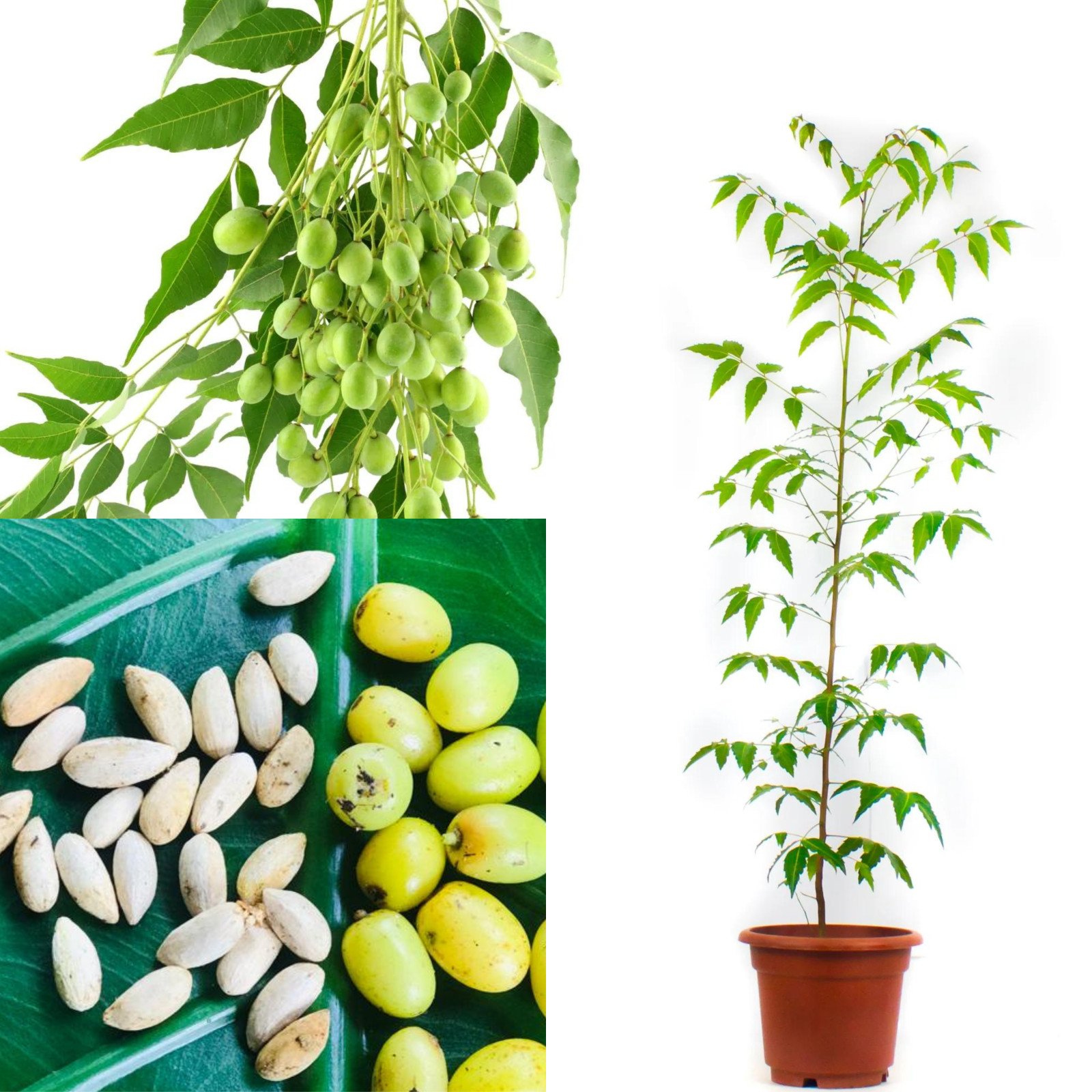 Más de 25 semillas vivas de neem Azadirachta Indica nimtree lila india orgánica para plantar