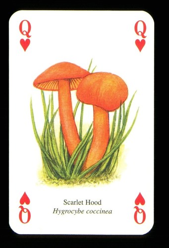1 x Spielkarte Pilz Scarlet Hood - Queen of Hearts ZU 12