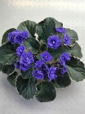African Violet Leaves (2) Hunter's Glacial Ice (Large)