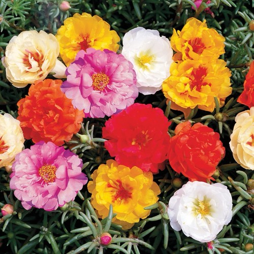 10000+ MIXED MOSS ROSE SEEDS PORTULACA GRANDIFLORA MIX FLOWERS GROUNDCOVER - Picture 5 of 8