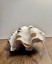 Tridacna Gigas Giant Clam Shell Matching Pair 9”