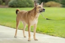 PetSafe  Gentle Leader Head Collar No Pull Dog Headcollar Medium Charcoal NIB