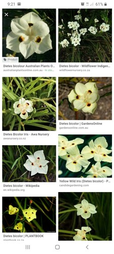 SEEDS Dietes Bicolor x 20 - Picture 3 of 3
