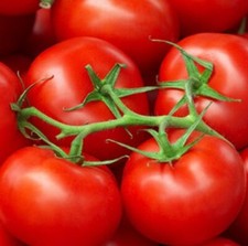 Moneymaker Tomato Seeds 50 Ct Vegetable Garden HEIRLOOM NON-GMO USA FREE S&H