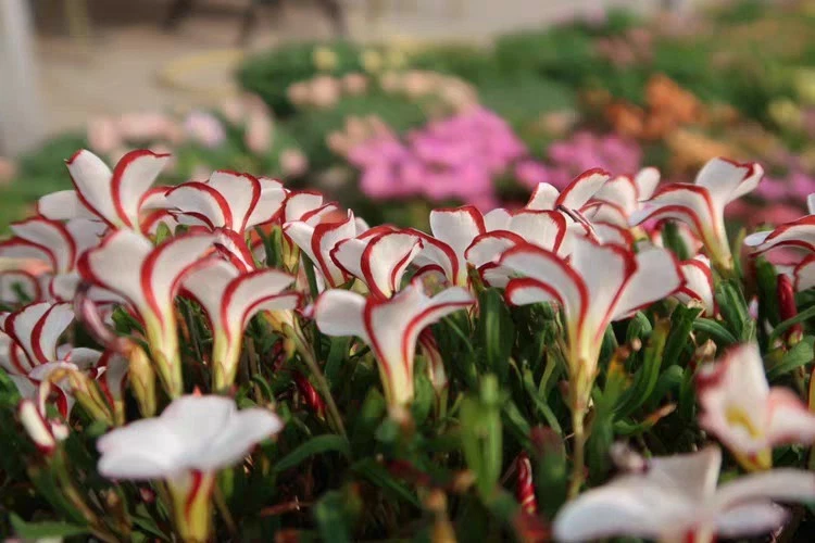 Oxalis versicolor sp (double flower) 1✘ 1cm bulb flower plant