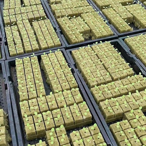 Rock Wool Grow Cubes Seed Starter Plugs Hydroponic Planting Blocks Kit - Picture 12 of 26