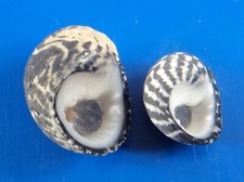 Nerita tessellata (lot de 2) Guadeloupe (Le Moule) F+++  WO 20 & 14,8mm n9