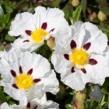 Cistus Alan Fradd - Rock Rose | Evergreen Potted Bushy Garden Shrub for Sale UK