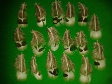 LADY AMHERST PHEASANT Ornamental Game Bird Art Craft FISHING FEATHERS Taxidermy