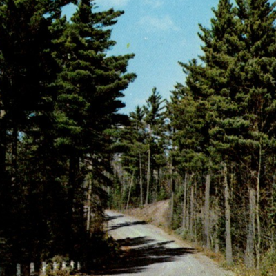 #ad Vintage Postcard Chrome Tall Pines Greetings Eau Claire WI Vactionland Scene $3.14