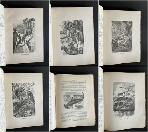 1885 ANIMATE CREATION Complete 3 Vol. JG Wood - Mammalia Birds Fishes & Reptiles - Bild 14 von 17