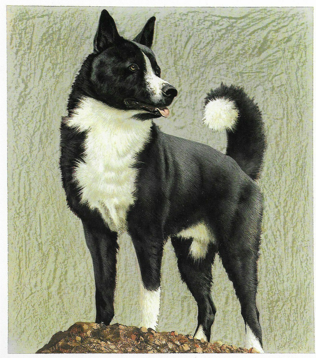 Karelian Bear Dog #2 CUSTOM MATTED 1976 Vintage Dog Art Print