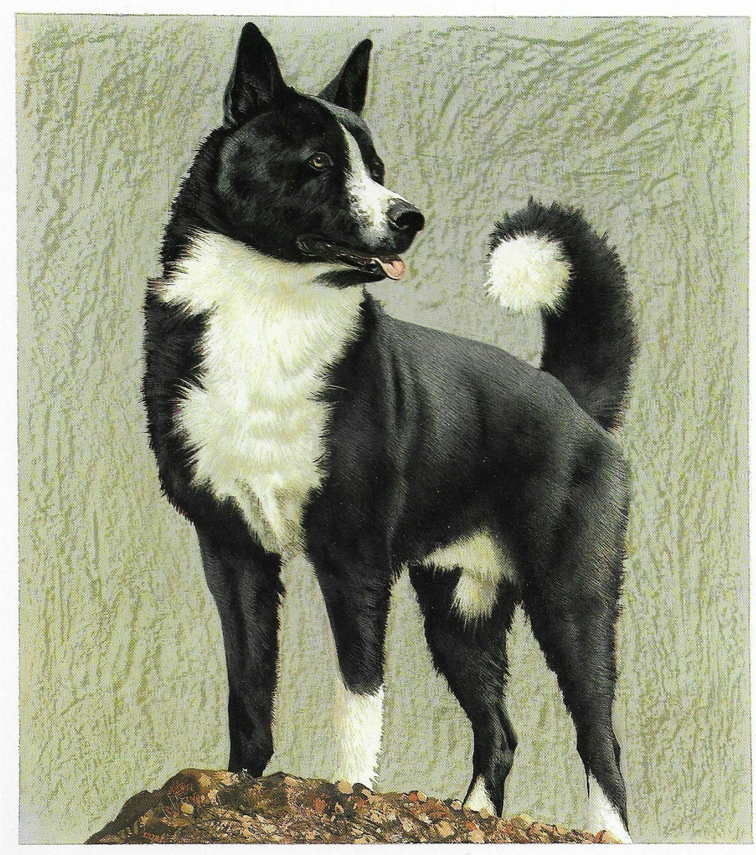 Karelian bear best sale dog for sale