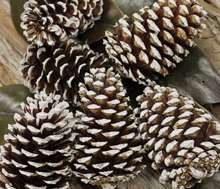 50 Natural pine cones  small/med/large assorted for crafts
