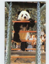 Postcard The Giant Panda